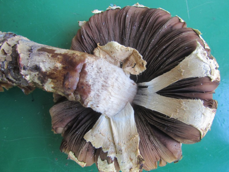 Agaricus augustus Fr., 1838