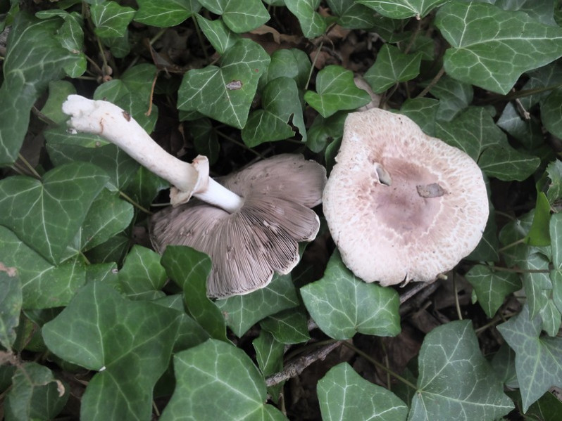 Agaricus bisporus (J.E.Lange) Imbach, 1946