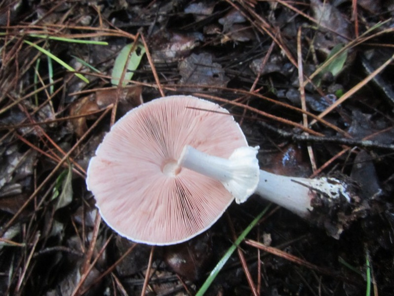 Agaricus bisporus (J.E.Lange) Imbach, 1946