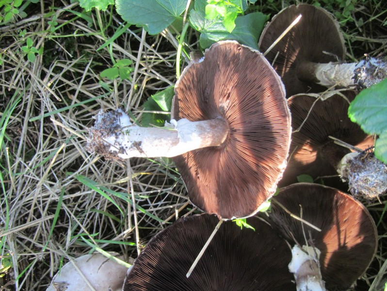Agaricus bisporus (J.E.Lange) Imbach, 1946
