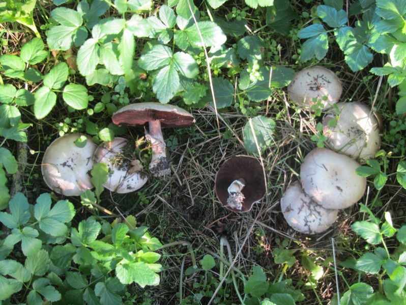 Agaricus bisporus (J.E.Lange) Imbach, 1946