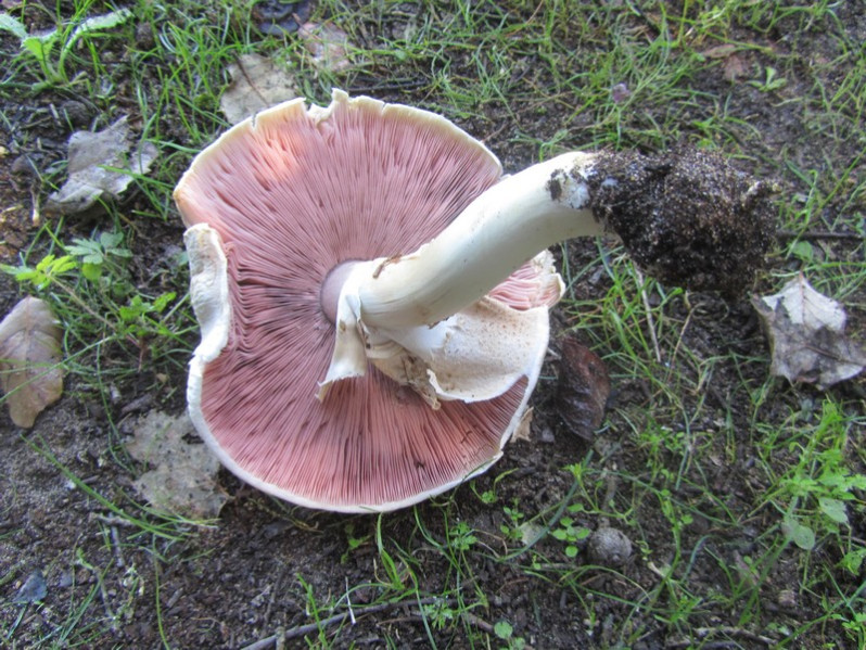 Agaricus bresadolanus Bohus, 1969