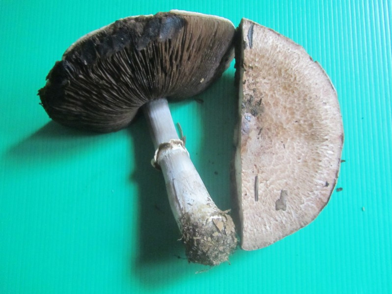 Agaricus brunneolus (J.E.Lange) Pilát, 1951