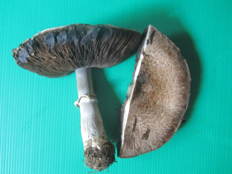 Agaricus brunneolus (J.E.Lange) Pilát, 1951