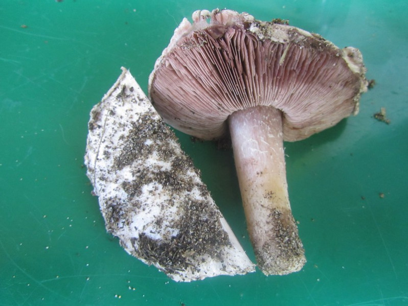 Agaricus campestris L., 1753