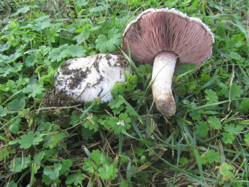 Agaricus campestris L., 1753
