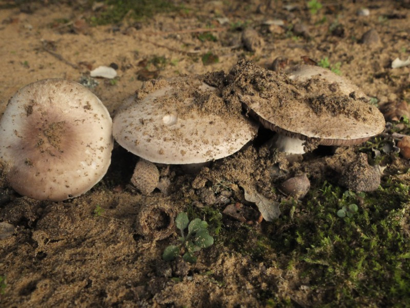 Agaricus cupressicola Bon & Grilli, 1987
