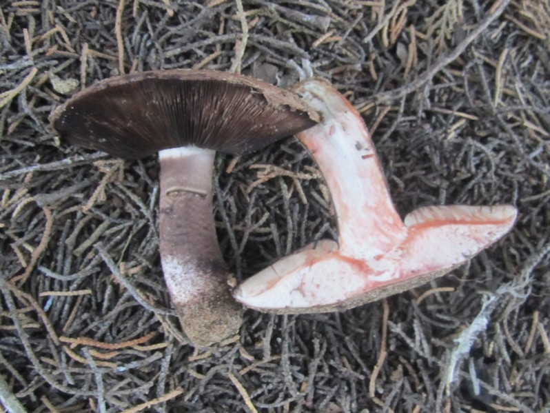 Agaricus cupressicola Bon & Grilli, 1987