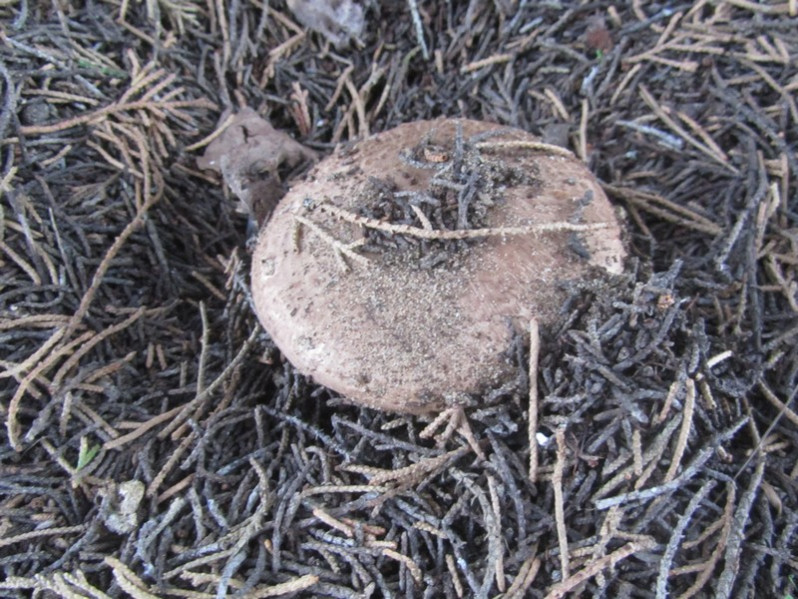 Agaricus cupressicola Bon & Grilli, 1987
