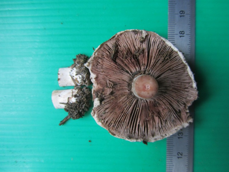 Agaricus devoniensis P.D.Orton, 1960
