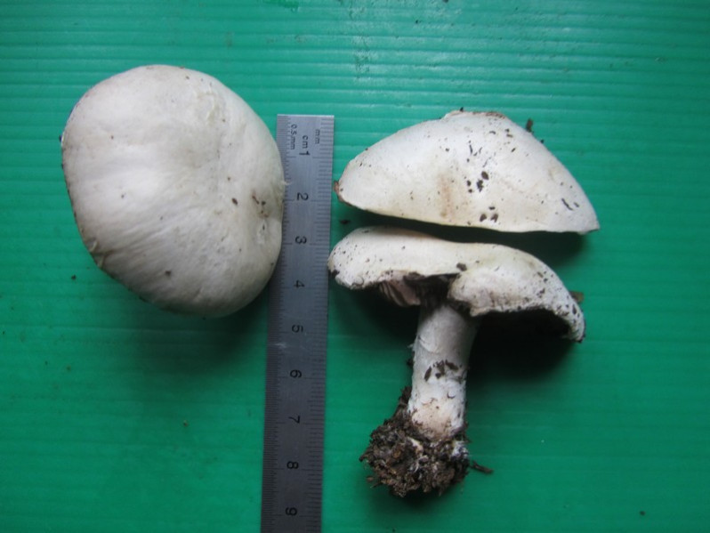 Agaricus devoniensis P.D.Orton, 1960
