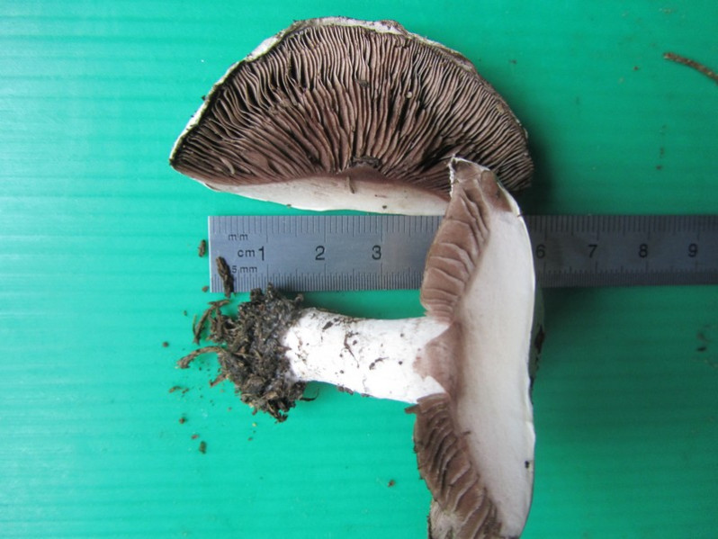 Agaricus devoniensis P.D.Orton, 1960