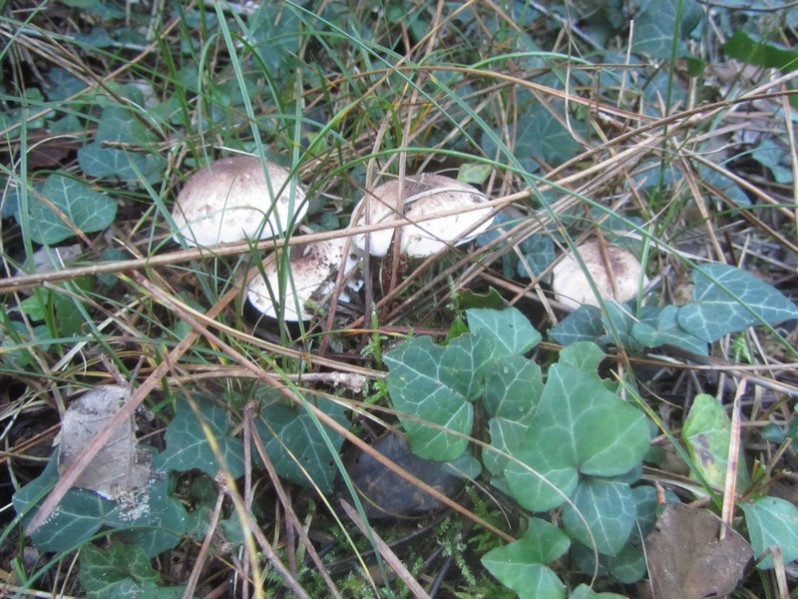 Agaricus freirei Blanco-Dios, 2001