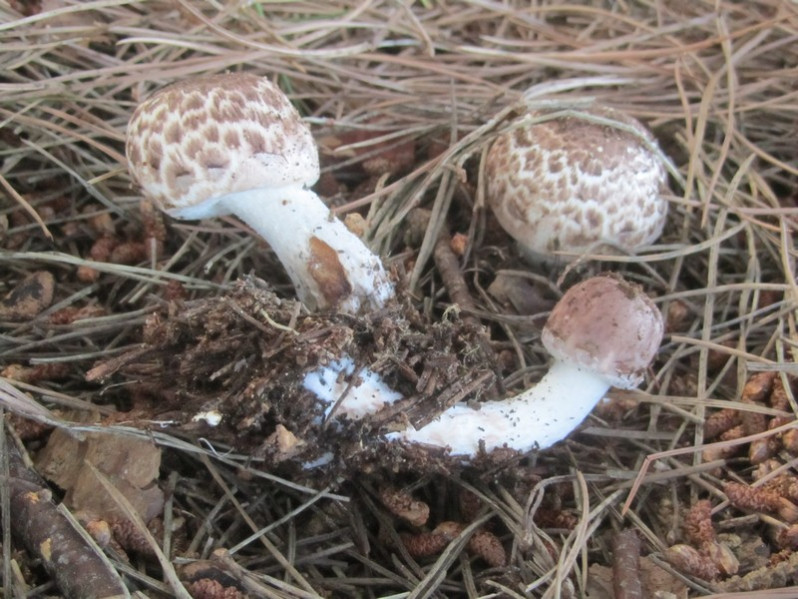 Agaricus freirei Blanco-Dios, 2001