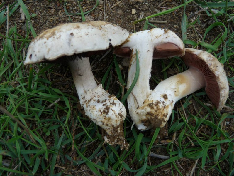 Agaricus gennadii (Chatin & Boud.) P.D.Orton, 1960