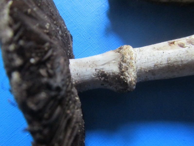 Agaricus langei (F.H. Møller) F.H. Møller, 1952