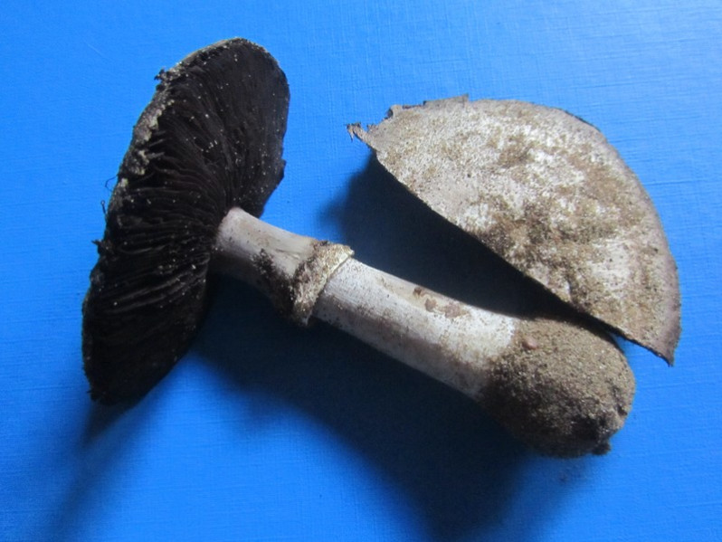 Agaricus langei (F.H. Møller) F.H. Møller, 1952