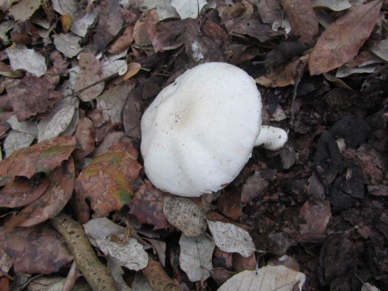 Agaricus macrocarpus F.H.Møller, 1952