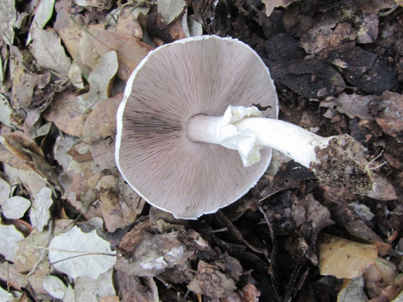 Agaricus macrocarpus F.H.Møller, 1952