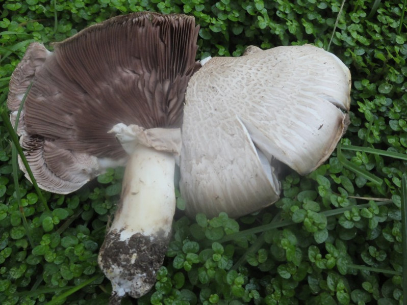 Agaricus macrocarpus F.H.Møller, 1952