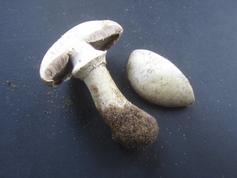 Agaricus menieri Bon, 1981