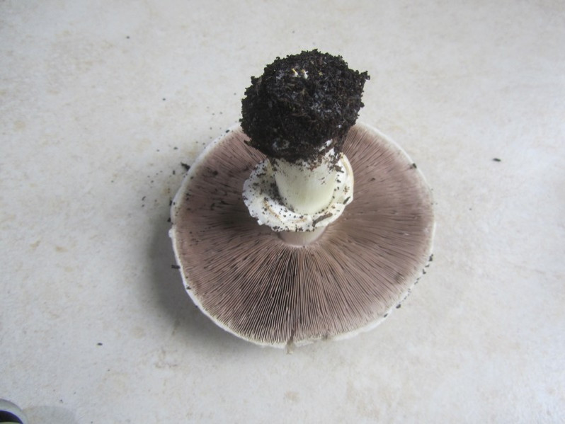 Agaricus moelleri Wasser, 1976