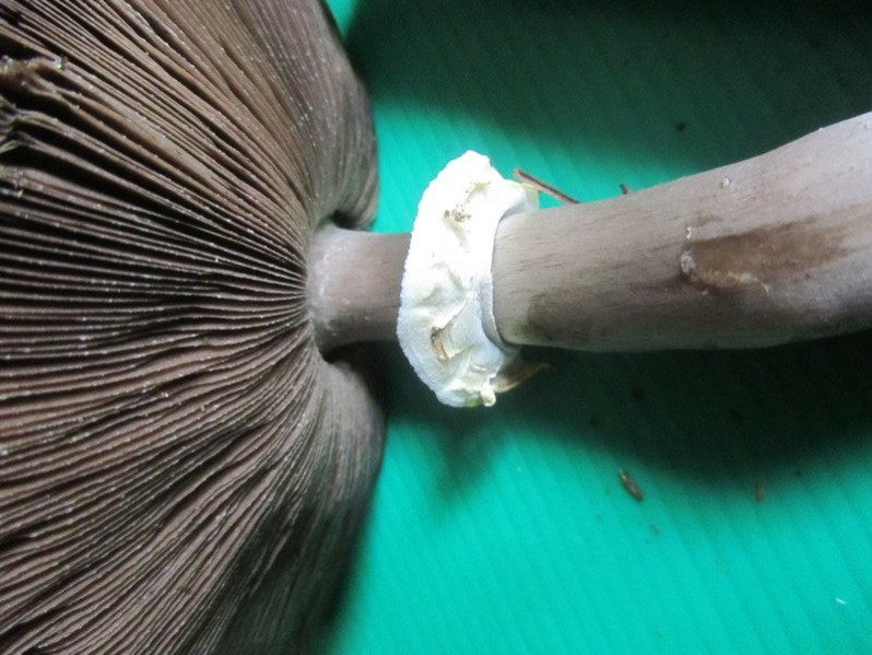 Agaricus moelleri Wasser, 1976