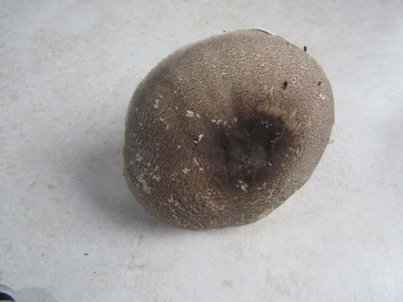 Agaricus moelleri Wasser, 1976