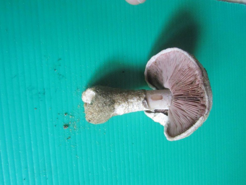 Agaricus osecanus Pilát, 1951