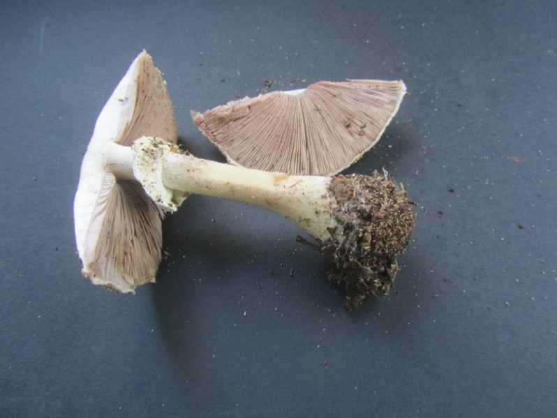 Agaricus porphyrizon P.D. Orton, 1960