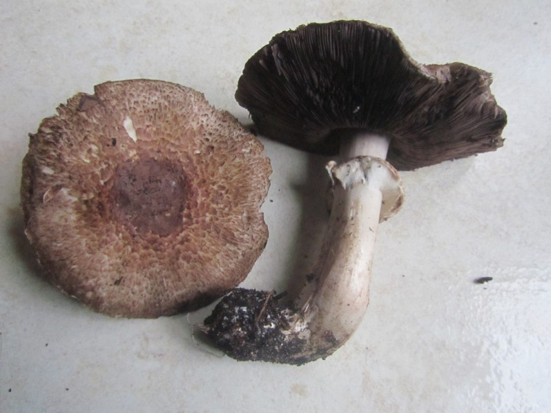 Agaricus silvaticus Schaeff., 1774