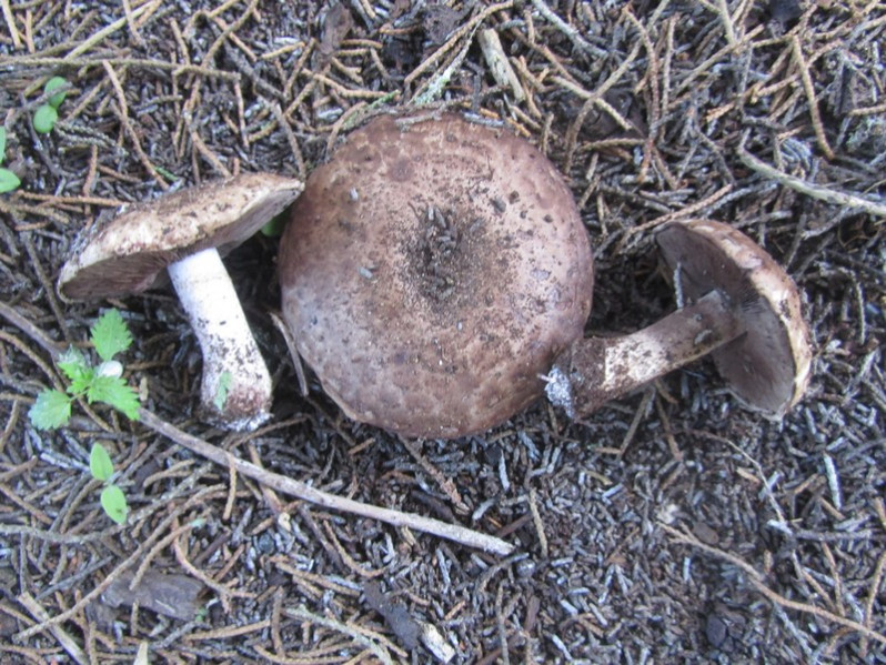 Agaricus sylvaticus Schaeff., 1774