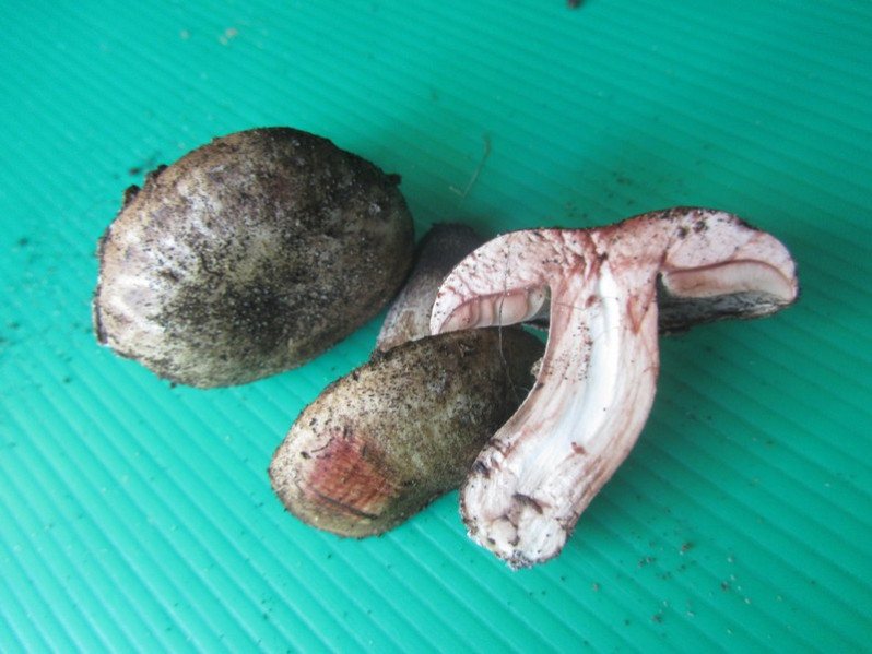 Agaricus silvaticus Schaeff., 1774