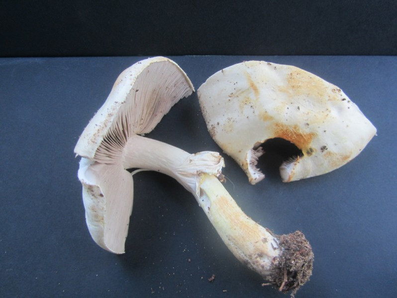 Agaricus silvicola (Vittad.) Peck, 1870