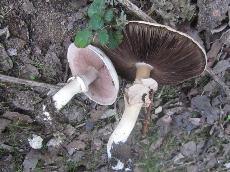 Agaricus silvicola (Vittad.) Peck, 1870