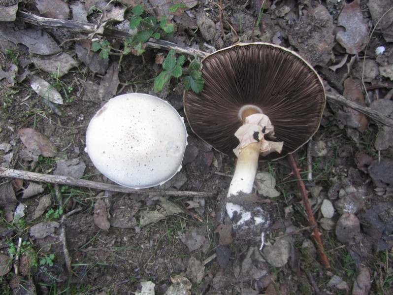 Agaricus silvicola (Vittad.) Peck, 1870