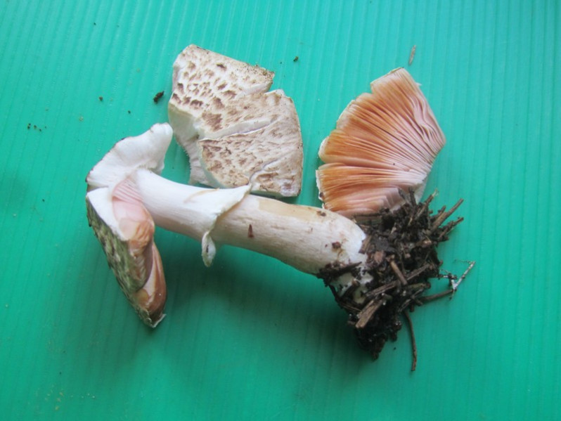 Agaricus variegans F.H. Møller, 1952