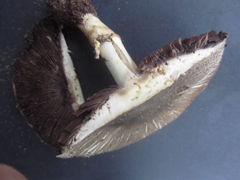Agaricus xanthordermulus Genev., 1876