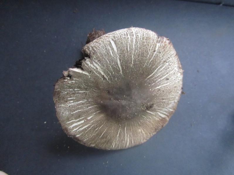 Agaricus xanthordermulus Genev., 1876