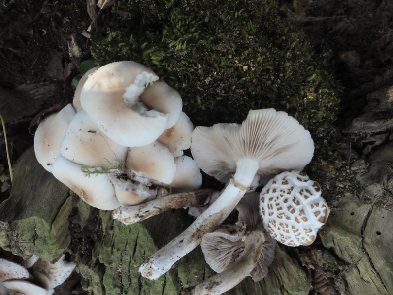 Cyclocybe cylindracea (DC.) Vizzini & Angelini, 2014