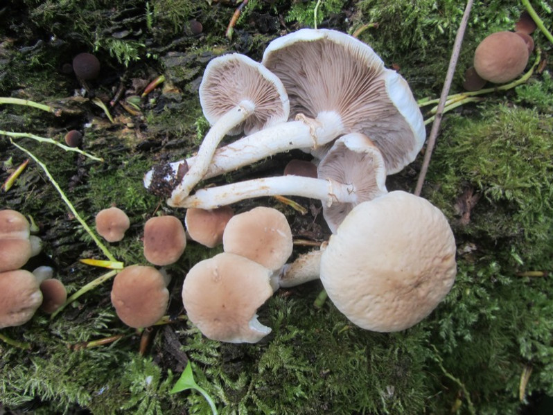 Cyclocybe cylindracea (DC.) Vizzini & Angelini, 2014