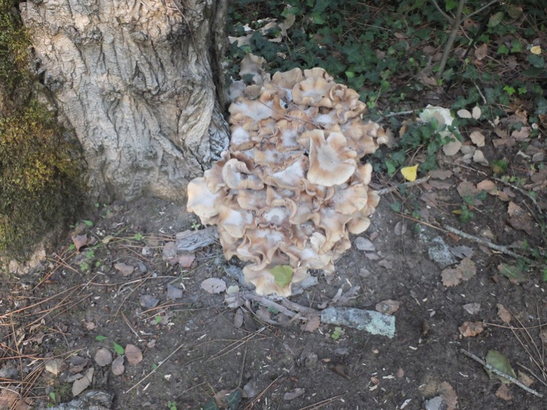 Cyclocybe cylindracea (DC.) Vizzini & Angelini, 2014