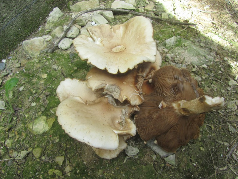 Agrocybe molesta (Lasch) Singer, 1978