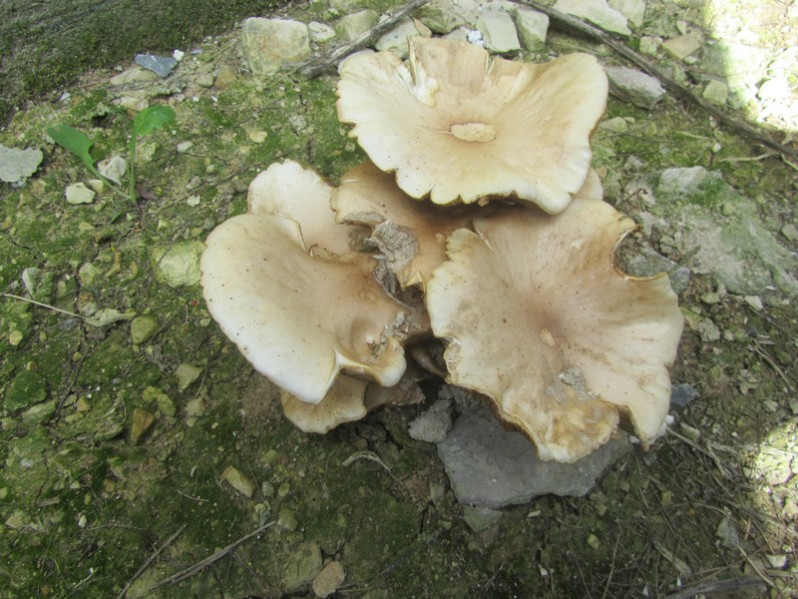 Agrocybe molesta (Lasch) Singer, 1978