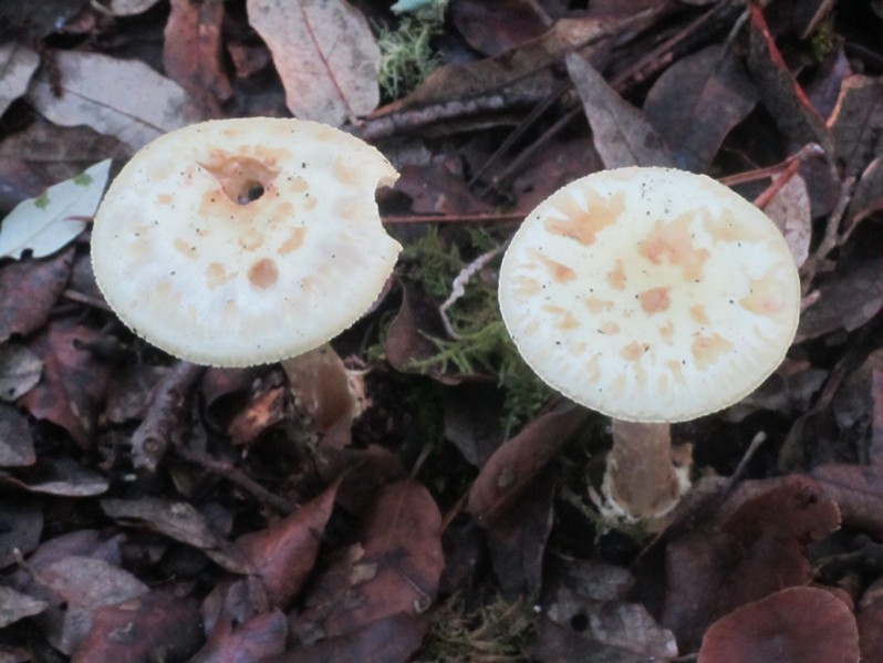 Amanita citrina (Schaeff.) Pers., 1797
