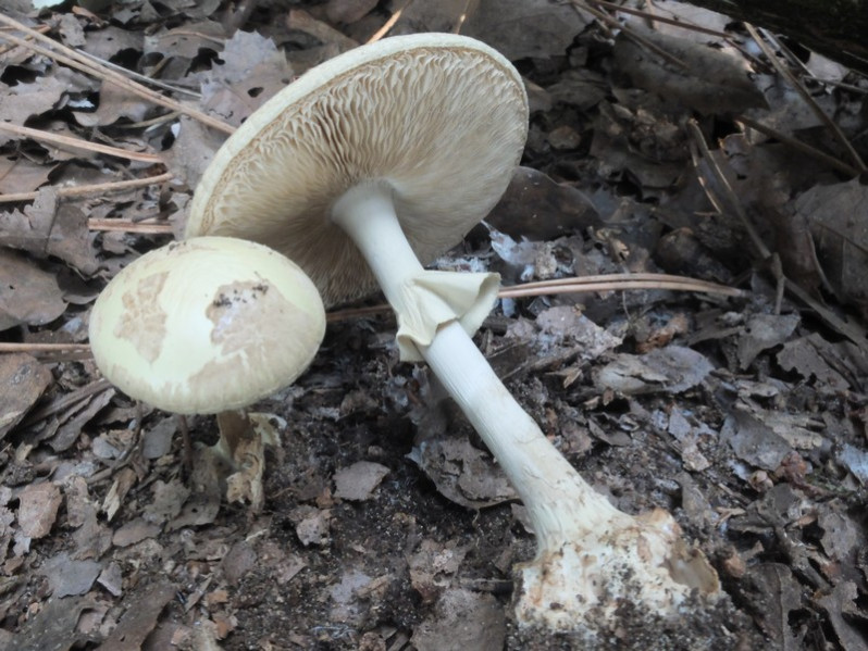 Amanita citrina (Schaeff.) Pers., 1797