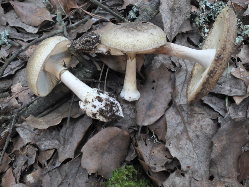 Amanita citrina (Schaeff.) Pers., 1797