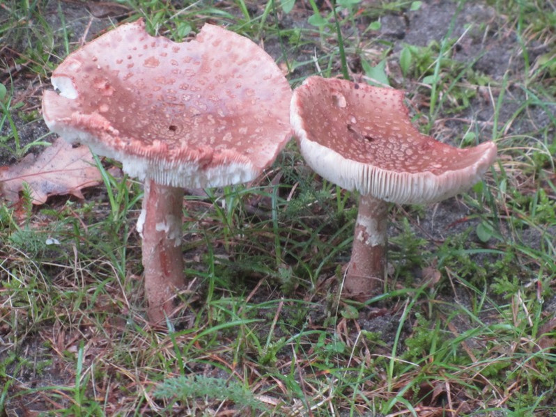 Amanita rubescens Pers., 1797