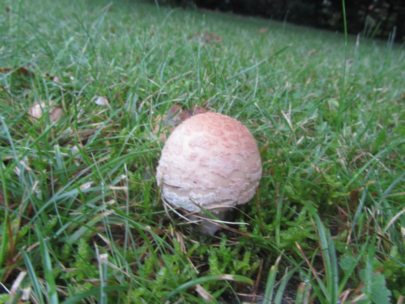 Amanita rubescens Pers., 1797