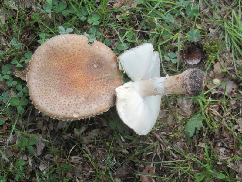 Amanita rubescens Pers., 1797